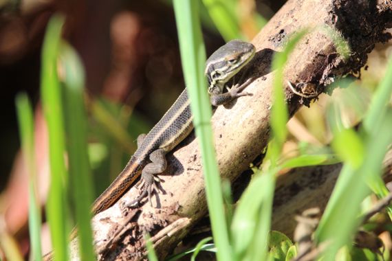 XxPrOzMeNxX en Hamelin: Fauna, #naturaleza #lagartija #chile 