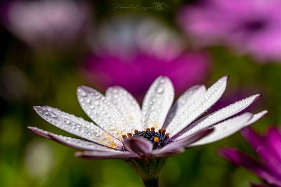 Florentinoeugenio en Hamelin: Flora  (El Catllar), Osteospermum ecklonis, #flora21