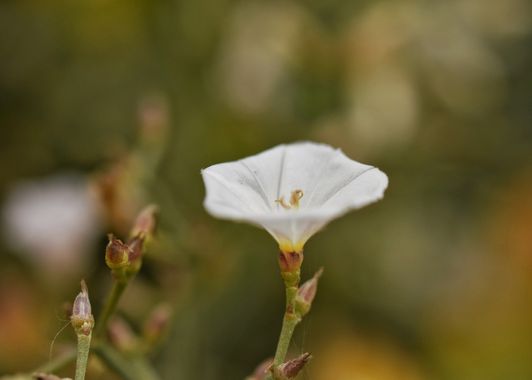 Juanatlantida82 en Hamelin: Flora, Convolvulus arvensis, #floresbonitas 