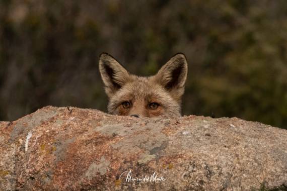Mónica del Monte en Hamelin: Fauna  (Santa María de la Alameda), Vulpes vulpes (Linnaeus, 1758), #zorro #vulpesvulpes #faunq