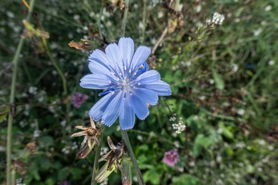 Peremateo en Hamelin: Flora  (Santa Maria de Merlès), #flower