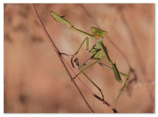 barbanegra707 en Hamelin: Fauna  (Torre de Miguel Sesmero), Iris oratoria Linne, 1758, #mantisreligiosa 