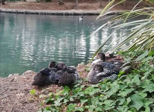 VickyOnTheRocks en Hamelin: Fauna  (Liria), Cairina moschata (Linnaeus, 1758), #patos #collvert #parquenatural  #belleza #parcsantvicentdellíria 