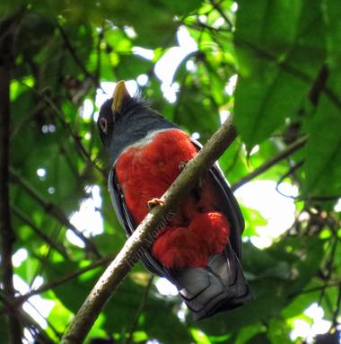 ivandariovertel.97 en Hamelin: Fauna, Trogon melanurus BirdLife International, 2008