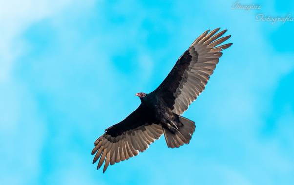 Olguin.jao en Hamelin: Fauna  (Tres Valles), Cathartes aura (Linnaeus, 1758), #Aves21