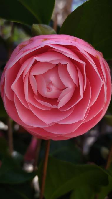 Mcjarama en Hamelin: Flora  (Benidorm), Rosa#primavera#flor#