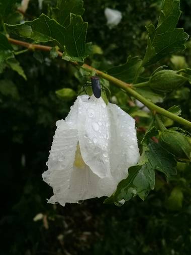 Supra3179 en Hamelin: Flora  (Chajarí), Una flor luego de la hermosa lluvia y un bichito posando en ella ...foto de mi jardin 🌱🇦🇷