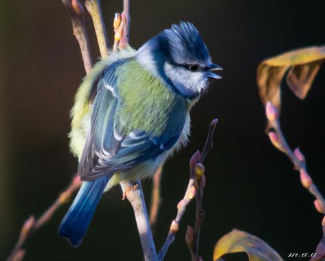 Mai en Hamelin: Fauna  (Villava), Cyanistes caeruleus (Linnaeus, 1758)