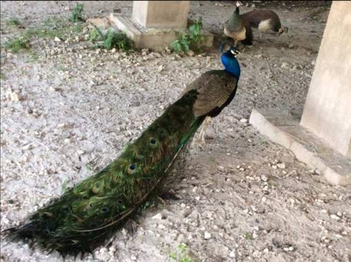 Alejillo01234 en Hamelin: Fauna 