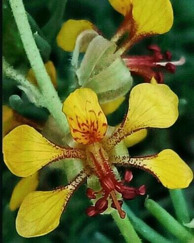 Navarroarevalomariateresa en Hamelin: Flora  (Viesca), Hoffmannseggia glauca, Flor silvestre..