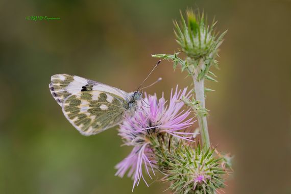 isidorogomez53 en Hamelin: Fauna  (Carrer de Dubín), Una mariposa bastante  comun, anque hace ya 3 o 4 años que en general hay muy pocas mariposas, como si...