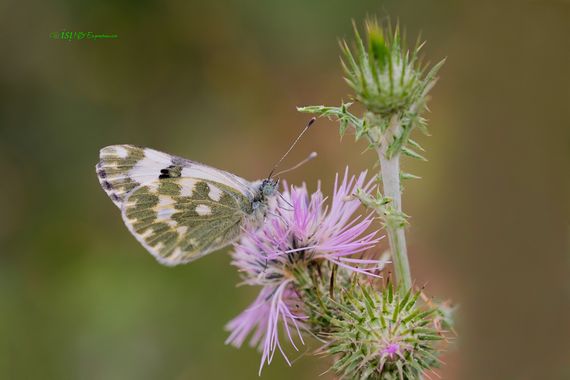 isidorogomez53 en Hamelin: Fauna  (Carrer de Dubín), Una mariposa bastante  comun, anque hace ya 3 o 4 años que en general hay muy pocas mariposas, como si...