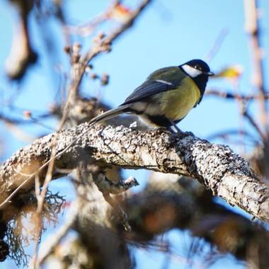 Almudena_vg en Hamelin: Fauna  (Grazalema), #aves21 