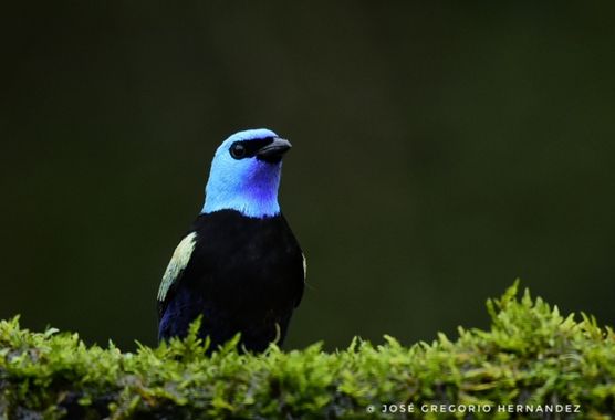 Gregoriovalencia2009 en Hamelin: Fauna  (Cali), Stilpnia cyanicollis (d'Orbigny & Lafresnaye, 1837), @cesarmalore 

Tangara Real
Blue-necked Tanager
Stilpn...