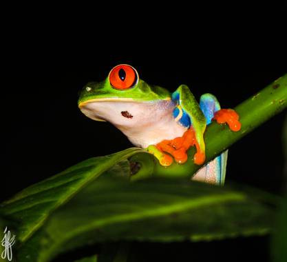 Jesús Foronda en Hamelin: Fauna  (Monte Verde), La rana verde de ojos rojos (Agalychnis callidryas) destaca por sus grandes ojos rojos con pupila vertical ...