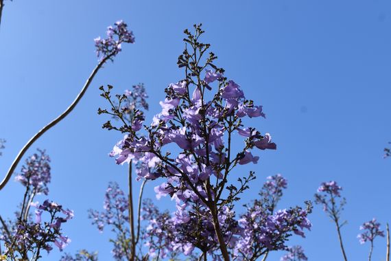 Solerantonio2 en Hamelin: Flora  (Fuengirola), Jacaranda mimosifolia, Planta
