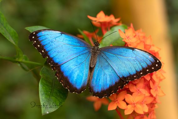 Juankafv en Hamelin: Fauna, Morpho peleides Kollar, 1850, I. Identificación:
Los adultos tienen dos formas. Uno casi completamente azul crisdiscente por e...