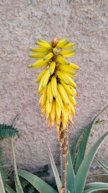 Solerantonio2 en Hamelin: Flora  (Camino de San Cristóbal), Aloe vera, Planta