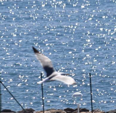 Solerantonio2 en Hamelin: Fauna  (Almería), Gaviota