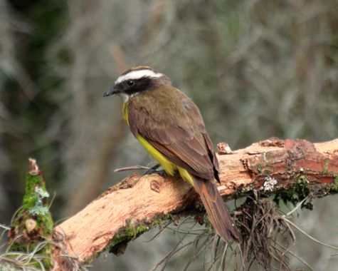 Gabrielroadangel en Hamelin: Fauna  (Puente Colgante San Cristóbal), Myiozetetes cayanensis, Lo cierto es que esta es un ave comun en columbia, la puedes v...