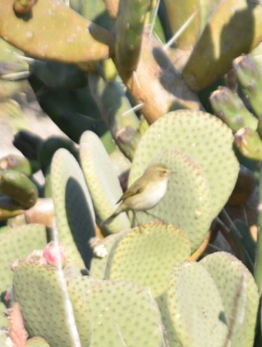 Solerantonio2 en Hamelin: Fauna  (Almería), Phylloscopus collybita (Vieillot, 1817), Ave