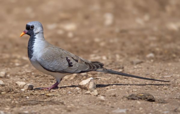 Ignicapillus en Hamelin: Fauna  (Hevel Eilot Regional Council), Oena capensis (Linnaeus, 1766), Tortolita rabilarga

Esta pequeña paloma es propia del Áfri...