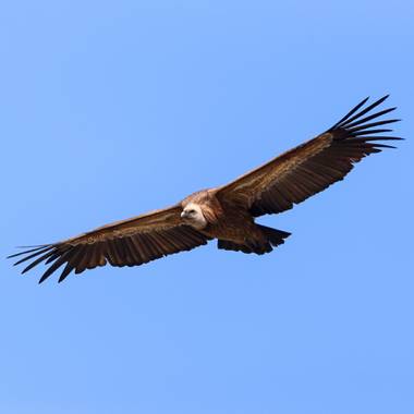 ramonportellano en Hamelin: Fauna  (Cazorla), Disfrutando del vuelo de este ejemplar de Buitre leonado #aves21 