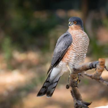 Manolomusanz en Hamelin: Fauna  (Ojén), Accipiter nisus (Linnaeus, 1758), Joven macho de gavilán observado en Ojén (Málaga) 