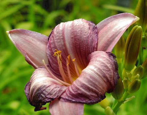 Zukerrene en Hamelin: Flora 