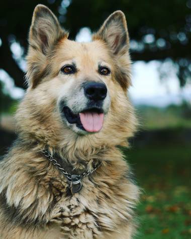 imagiaproducciones en Hamelin: Fauna  (Carracedelo), #perro #pastor #pastoraleman #compañia #nobleza #naturaleza #perrohogareño #atardecer #otoño #parquesy...