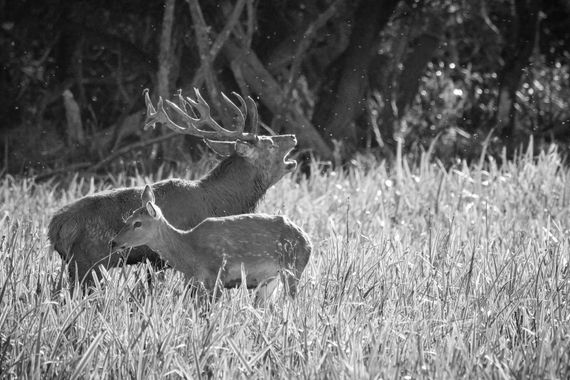 Eritz.cortazar en Hamelin: Fauna  (A-3314), Época de berrea 
.
.
.
 #mamiferos #berrea