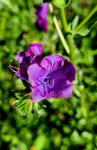 Maria Pérez Gómez en Hamelin: Flora, #flor #morado #primavera 