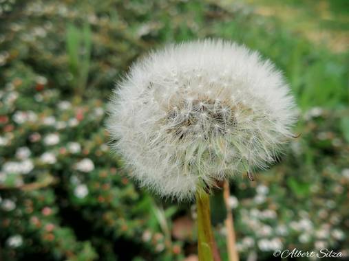 Albert Silza en Hamelin: Flora  (Madrid), Taraxacum officinale, #flora21 
