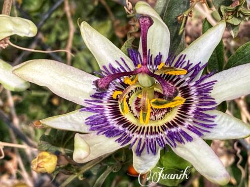 Juanih.espi en Hamelin: Flora  (Murcia), Passiflora caerulea, Pasiflora ✨