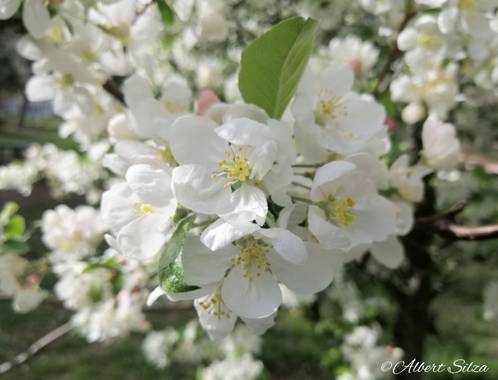 Albert Silza en Hamelin: Flora  (Madrid), Blanco primaveral.
#flora21 