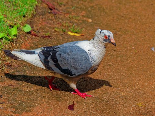 teresazarauza en Hamelin: Fauna, #aves