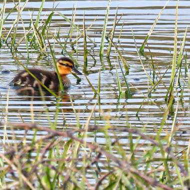 Georginaag en Hamelin: Fauna  (Malgrat de Mar), #fauna #duck 