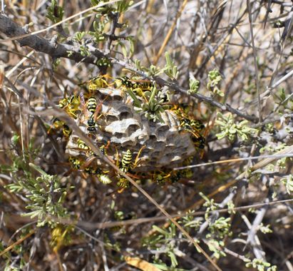 Solerantonio2 en Hamelin: Fauna  (Camino Viejo), Avispas