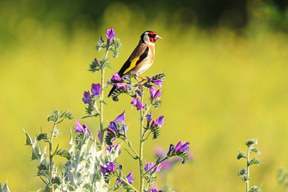 Smatae en Hamelin: Fauna  (Rivas-Vaciamadrid), Carduelis carduelis (Linnaeus, 1758), #aves 