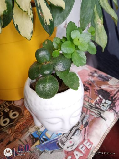 GrachuV. en Hamelin: Flora, Crassula multicava, Hojas verdes 