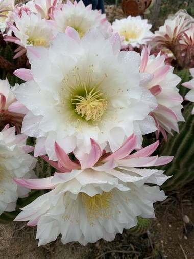 Maria🌻 en Hamelin: Flora  (Tortosa), #cactus