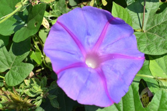 Solerantonio2 en Hamelin: Flora  (Avenida del Mediterráneo), Planta