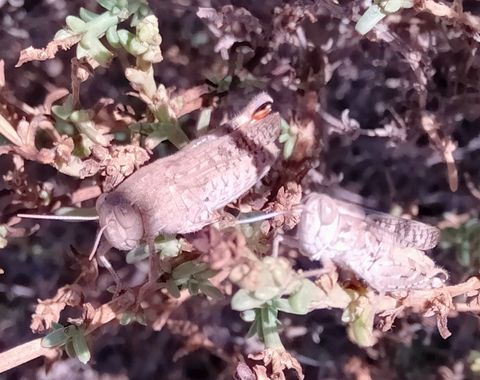 Solerantonio2 en Hamelin: Fauna  (Níjar), Insectos