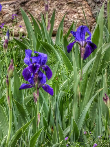 mariale en Hamelin: Flora  (Cabrillanes), 📸 #marialemdza #CumpleHamelin
#primavera2022 #spring2022 #flores #flowers #flower #flor #ProvinciaDeLeón #Babia ...
