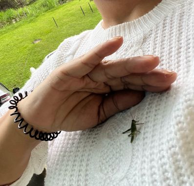 claudiasanchez62 en Hamelin: Fauna, #insectos #visitasinesperadas 