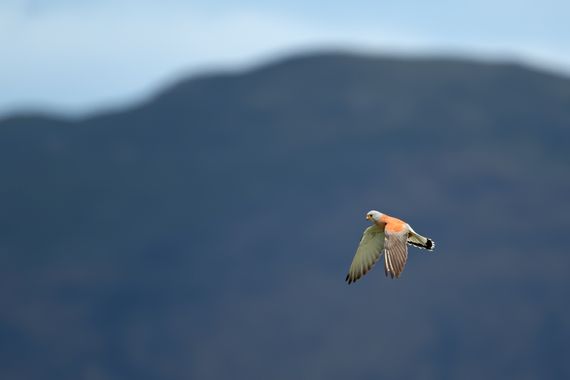 Ignicapillus en Hamelin: Fauna  (Rabós), Falco naumanni J.G.Fleischer, 1818, Cernícalo primilla II

Segunda foto de esta rapaz que muestro en H@melin. Si q...