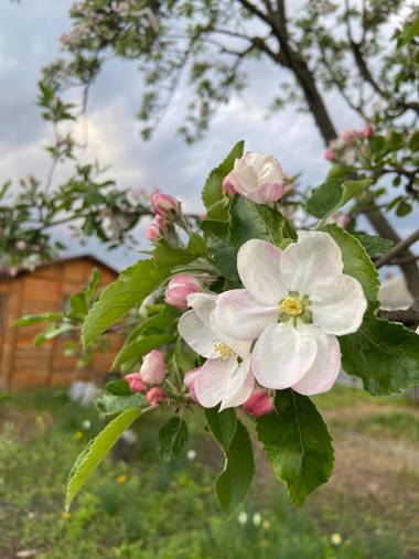 auricahk en Hamelin: Flora, Moldova 