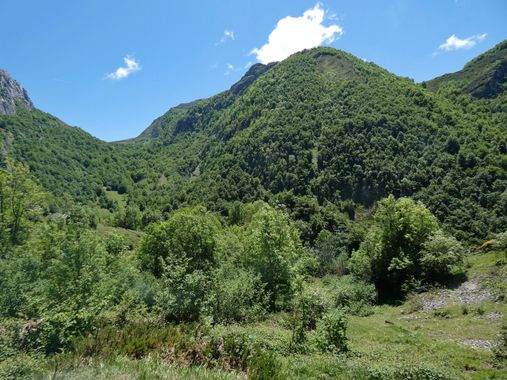 mariale en Hamelin: Paisaje  (Caso), 📸 #marialemdza
💚 🌿🌳🌿💚
#CumpleHamelin
#Naturaleza #BellezaNatural #Asturias  #Montaña #trees #árboles #forest #bo...