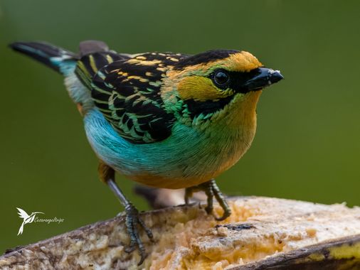 cesar.angel en Hamelin: Fauna  (Palestina), Tangara chrysotis (Du Bus de Gisignies, 1846), La belleza de lífer de hoy. Especie soñada y buscada. Una de muc...