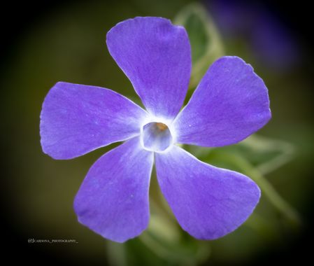 juanandrescardona01 en Hamelin: Flora  (El Retiro), Vinca major, Hierba doncella 💜🤍💜
#flower #flora #macro #flowerphotography #flor #vincamajor #macro_c...